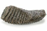 Fossil Woolly Mammoth Lower M Molar - Siberia #238759-1